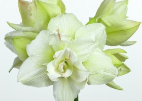 hippeastrum Whinym ® (1)